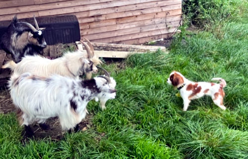 Molly3 and Goats-2023_10_10.jpg